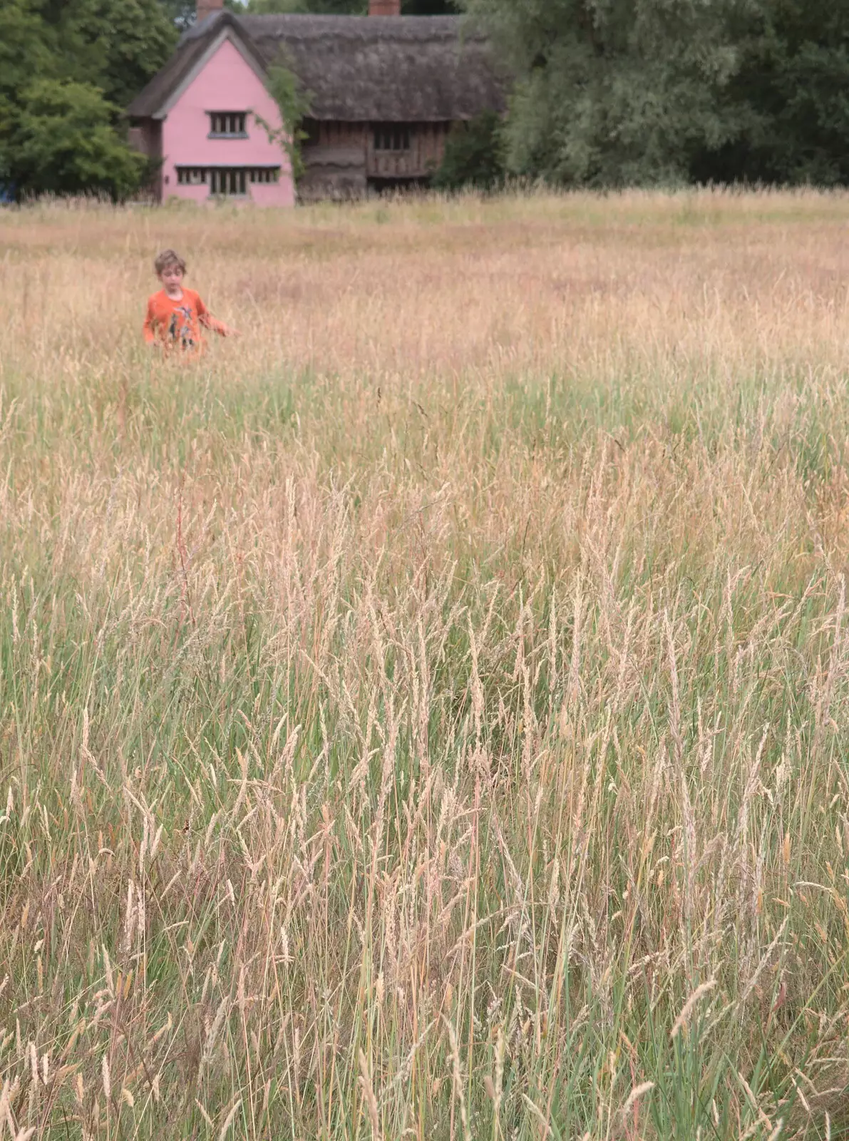 Fred pops up out of the long grass, from Thrandeston Pig, Little Green, Thrandeston, Suffolk - 25th June 2017