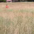 Fred pops up out of the long grass, Thrandeston Pig, Little Green, Thrandeston, Suffolk - 25th June 2017