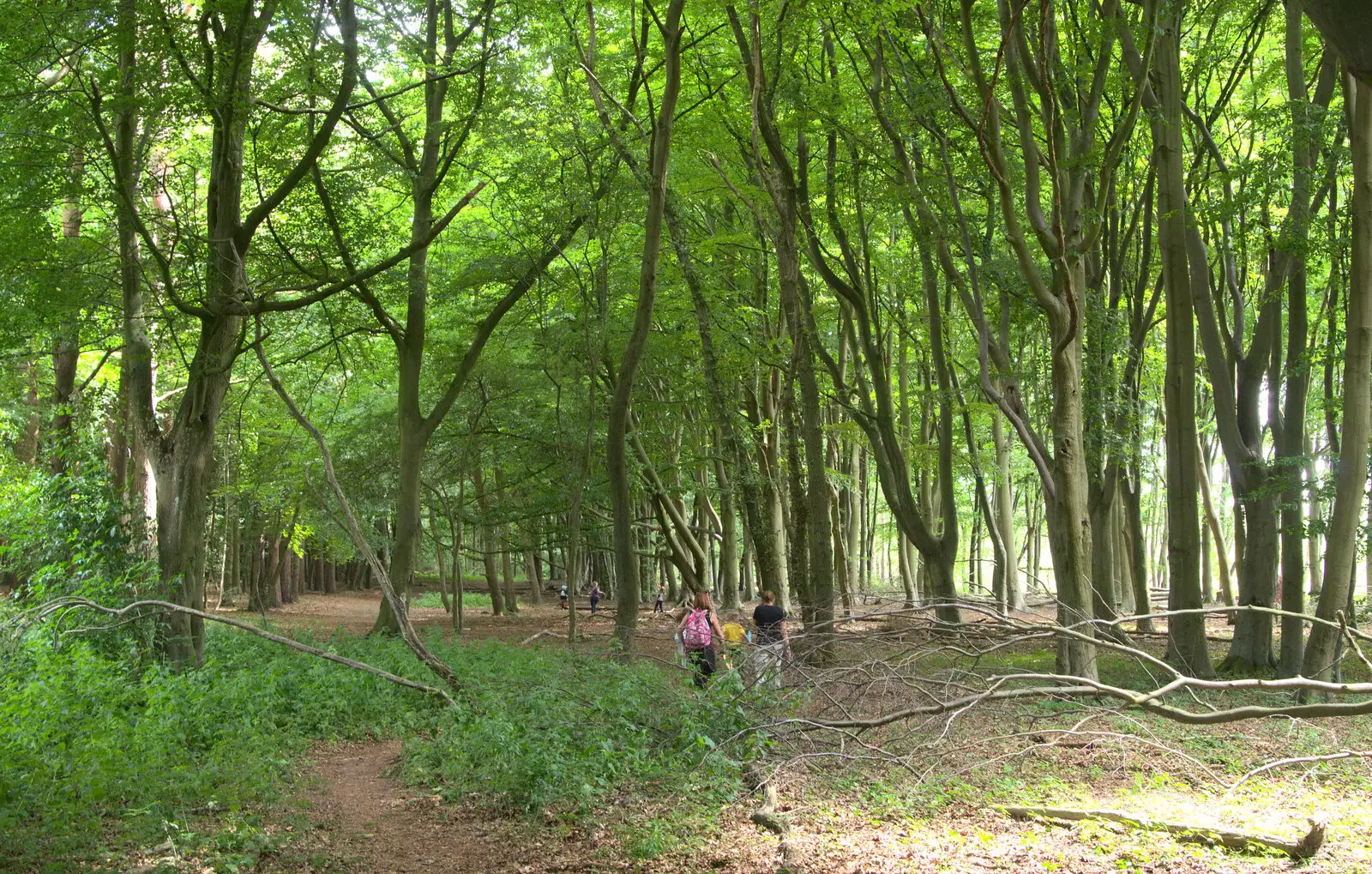 A walk in the woods, from Camping at Dower House, West Harling, Norfolk - 1st July 2017