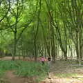 A walk in the woods, Camping at Dower House, West Harling, Norfolk - 1st July 2017