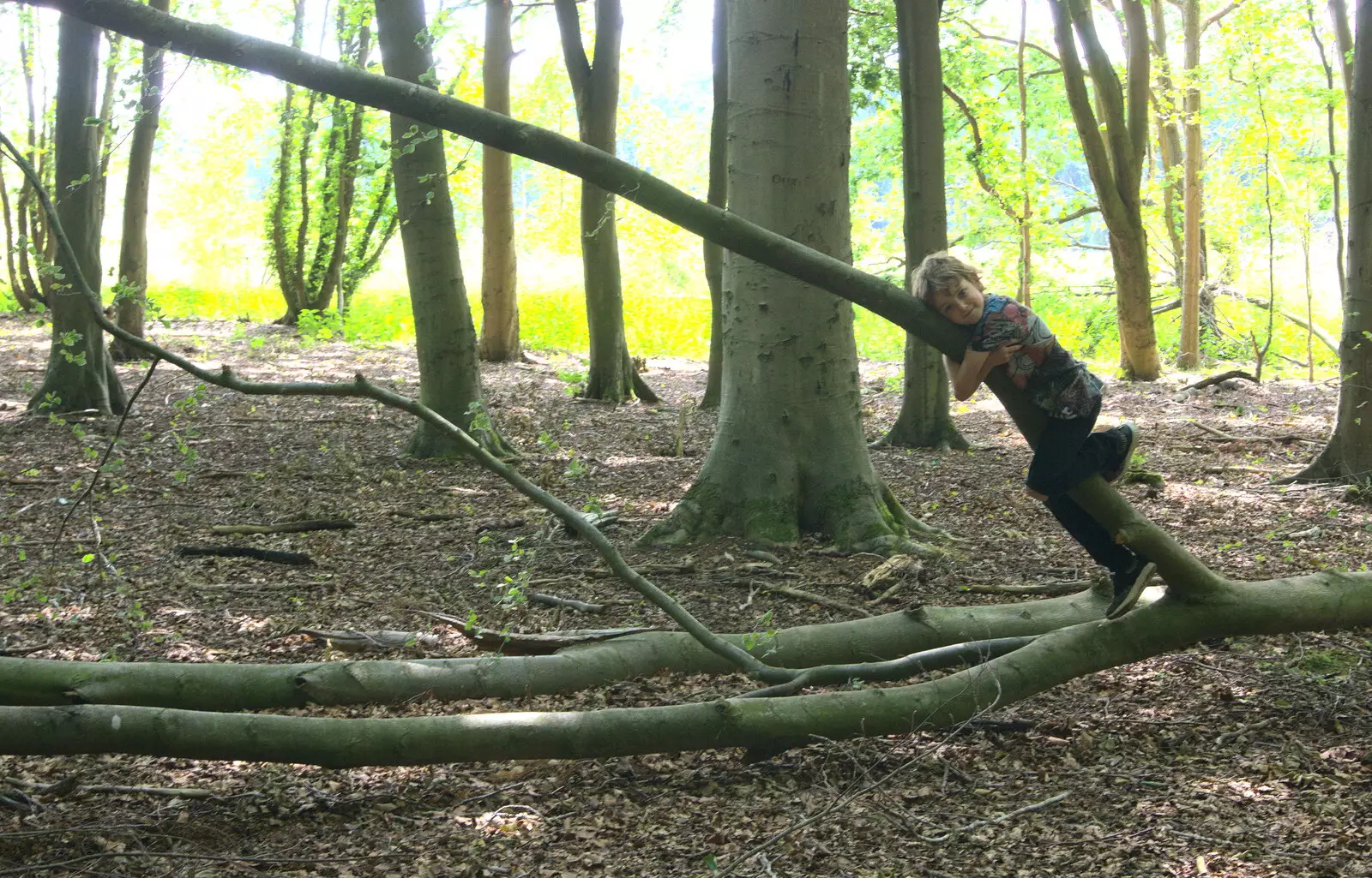 Fred clings to a tree, from Camping at Dower House, West Harling, Norfolk - 1st July 2017