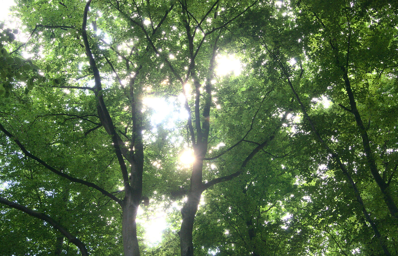 The sun breaks through the tree canopy from Camping at Dower House, West Harling, Norfolk - 1st July 2017