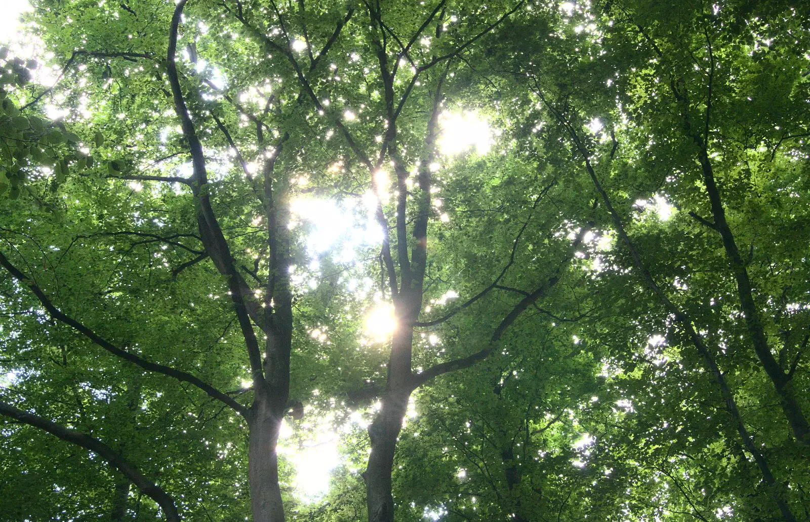 The sun breaks through the tree canopy, from Camping at Dower House, West Harling, Norfolk - 1st July 2017