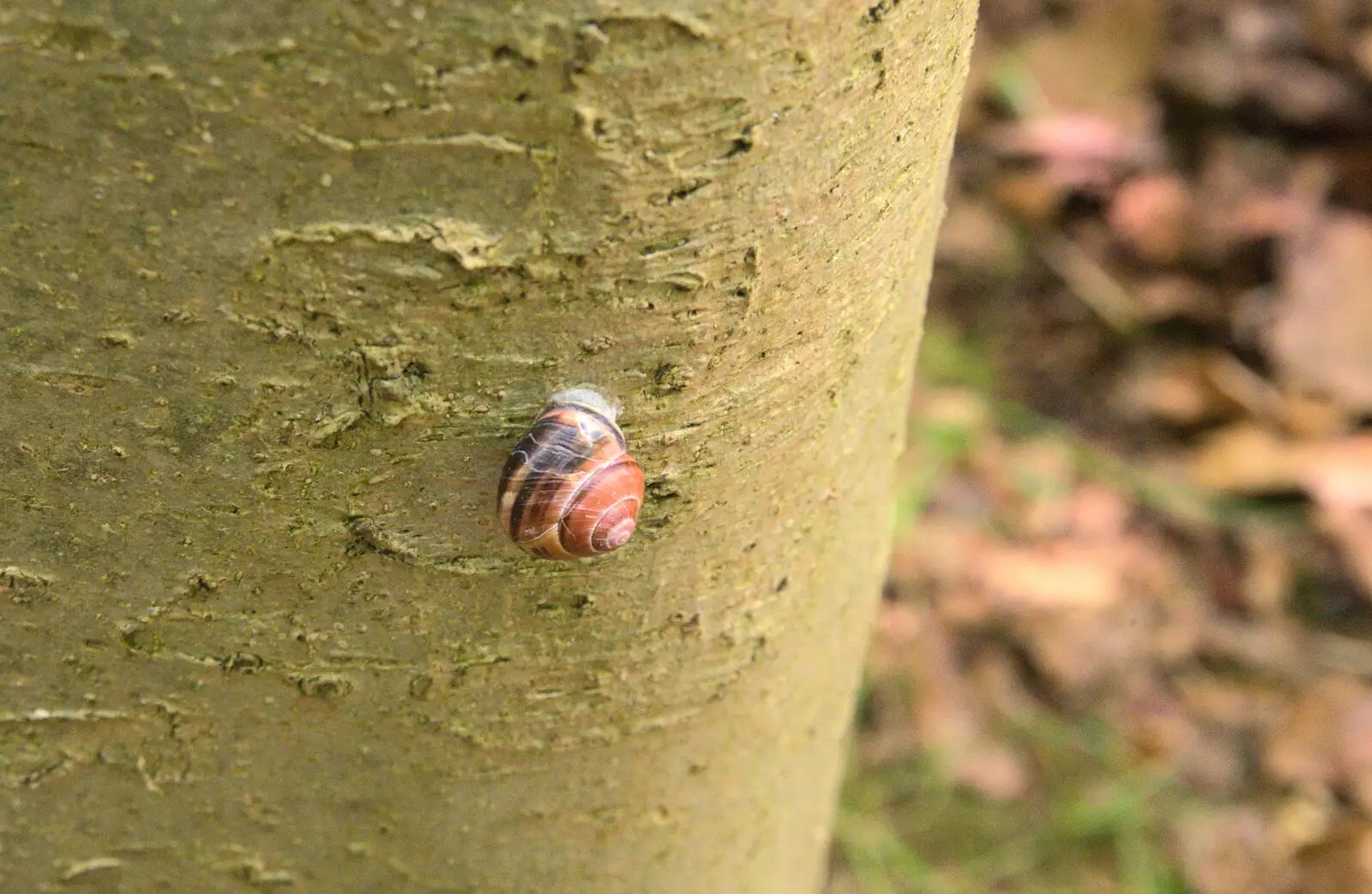 The children find a snail stuck to a tree, from Camping at Dower House, West Harling, Norfolk - 1st July 2017