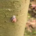 The children find a snail stuck to a tree, Camping at Dower House, West Harling, Norfolk - 1st July 2017