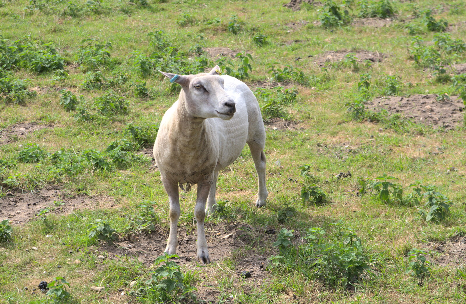 Shorn the sheep from Camping at Dower House, West Harling, Norfolk - 1st July 2017