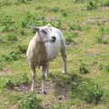 Shorn the sheep, Camping at Dower House, West Harling, Norfolk - 1st July 2017