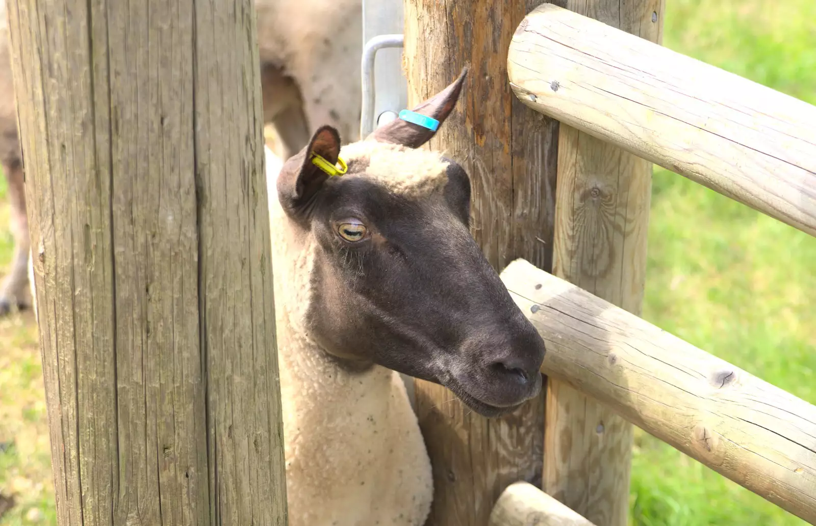 A sheep pokes its head through a fence, from Camping at Dower House, West Harling, Norfolk - 1st July 2017