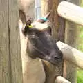 A sheep pokes its head through a fence, Camping at Dower House, West Harling, Norfolk - 1st July 2017