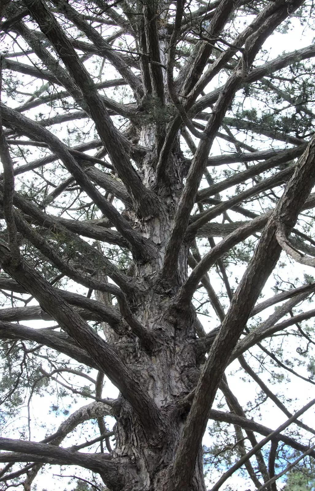 A many-branched tree, from Camping at Dower House, West Harling, Norfolk - 1st July 2017