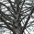 A many-branched tree, Camping at Dower House, West Harling, Norfolk - 1st July 2017