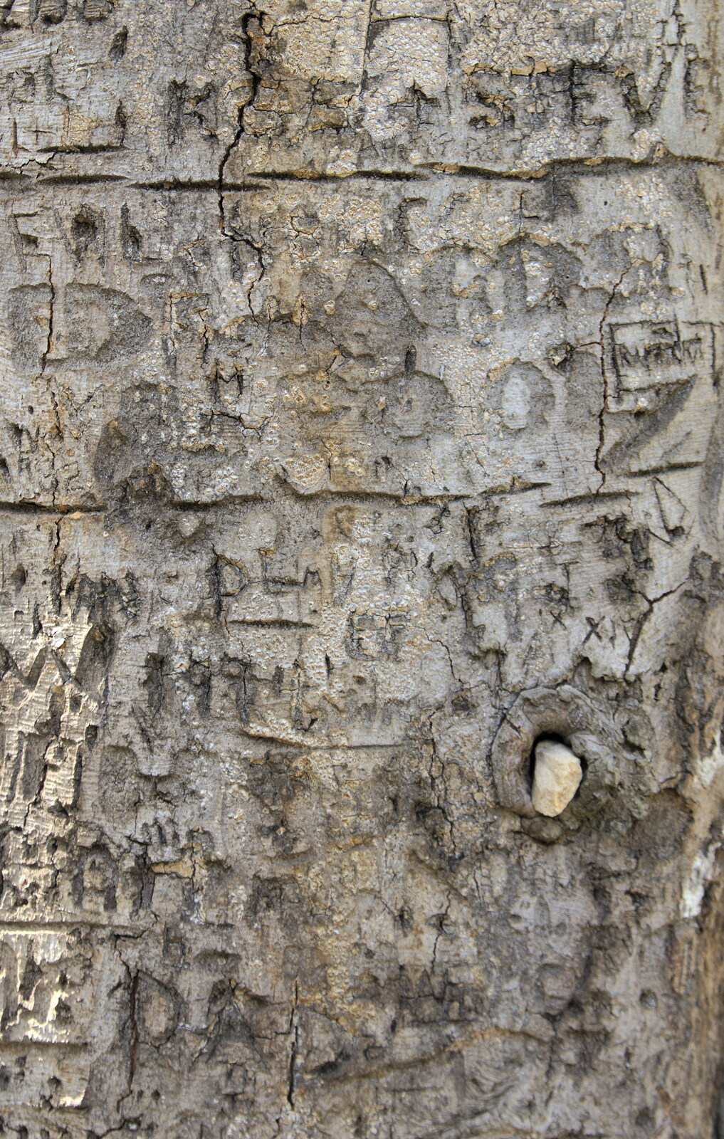 Graffiti in bark from Camping at Dower House, West Harling, Norfolk - 1st July 2017