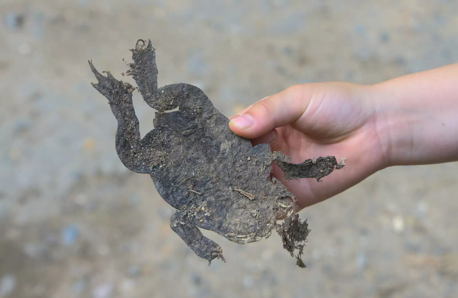 Fred holds up a perfectly flat dried toad, from Camping at Dower House, West Harling, Norfolk - 1st July 2017