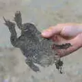 Fred holds up a perfectly flat dried toad, Camping at Dower House, West Harling, Norfolk - 1st July 2017