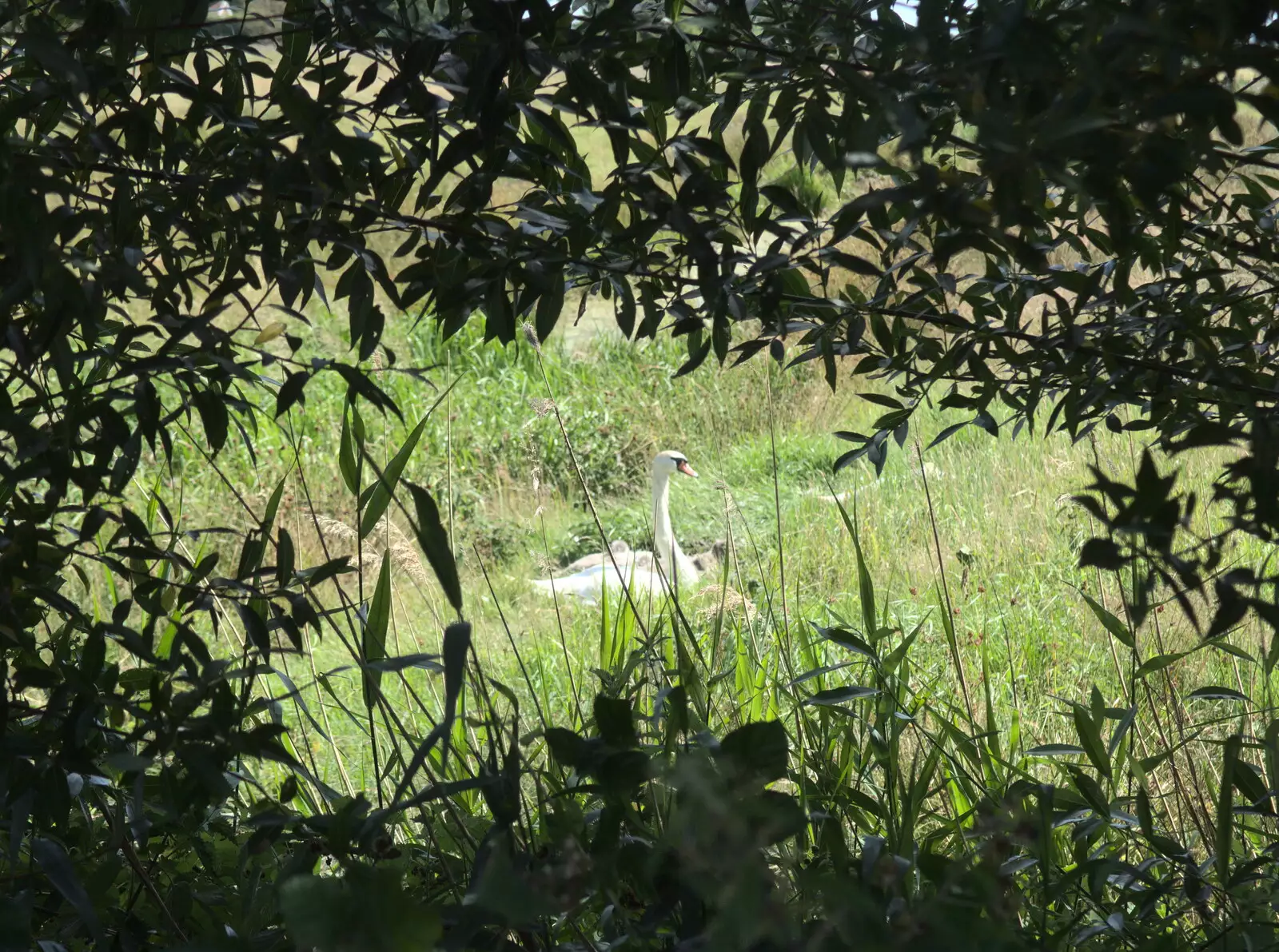 A swan with three fluffy cygnets hide in the grass, from The Humpty Dumpty Beer Festival, Reedham, Norfolk - 22nd July 2017