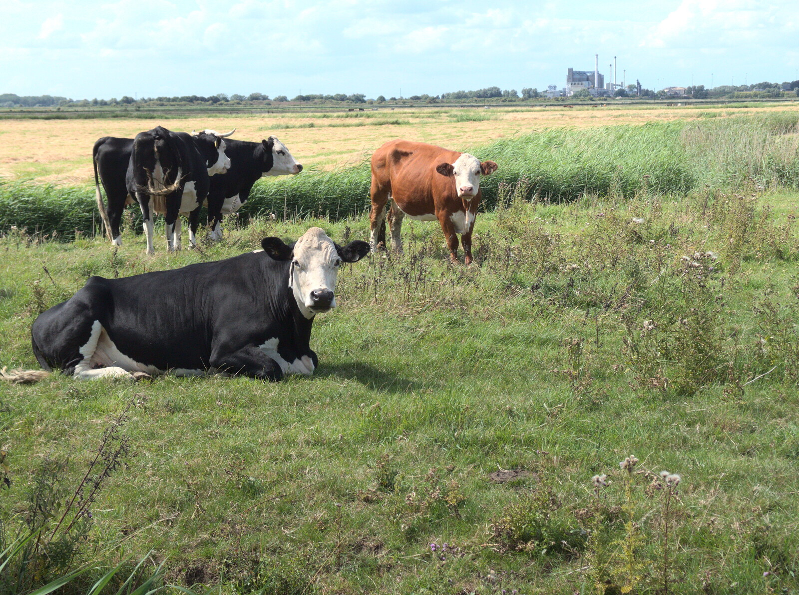 Cows, and the Cantley sugar factory in the distance from The Humpty Dumpty Beer Festival, Reedham, Norfolk - 22nd July 2017