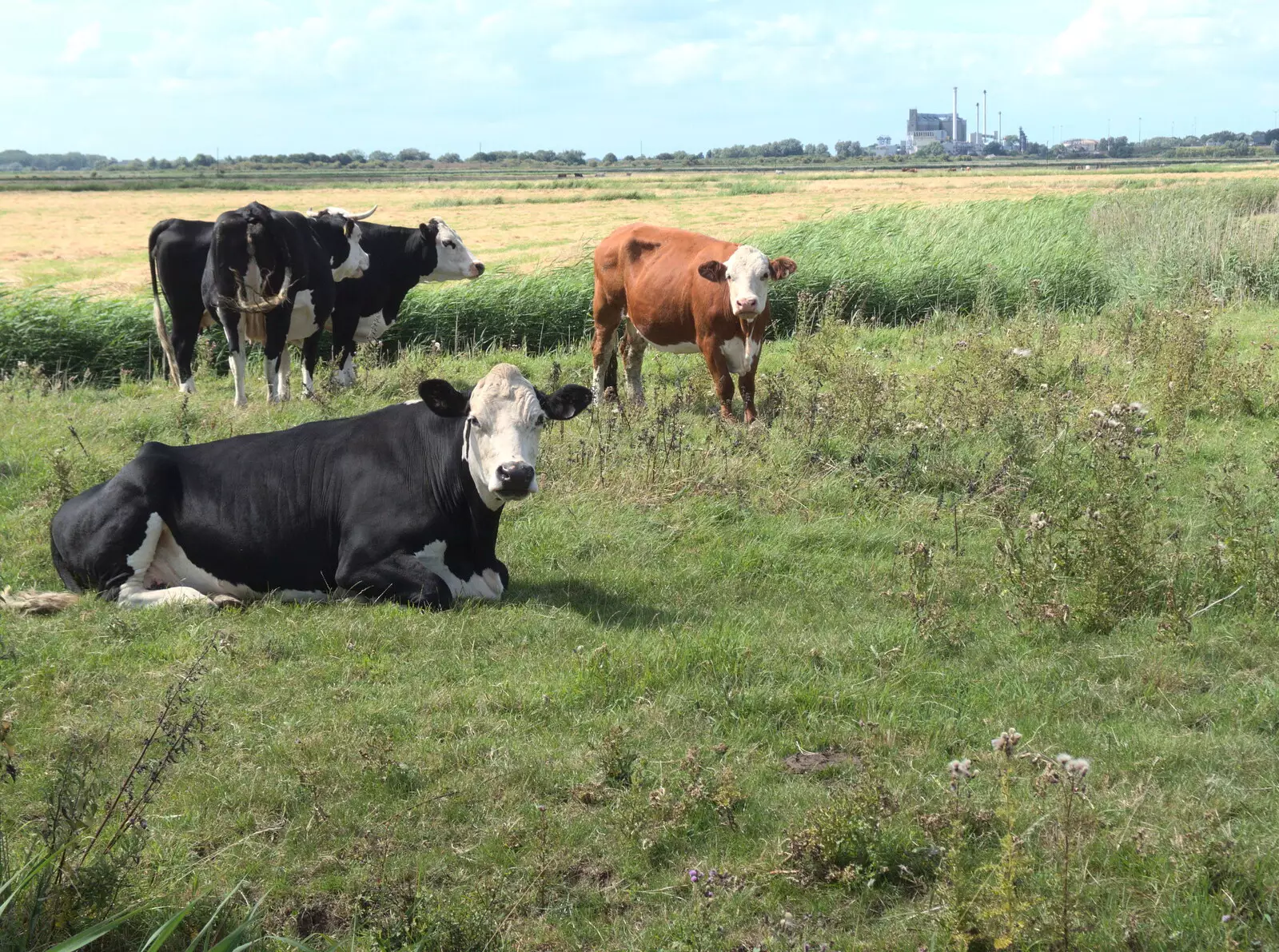 Cows, and the Cantley sugar factory in the distance, from The Humpty Dumpty Beer Festival, Reedham, Norfolk - 22nd July 2017