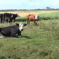 Cows, and the Cantley sugar factory in the distance, The Humpty Dumpty Beer Festival, Reedham, Norfolk - 22nd July 2017