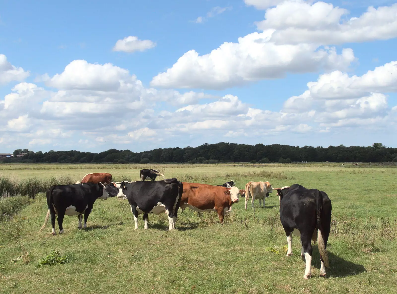 More cows, from The Humpty Dumpty Beer Festival, Reedham, Norfolk - 22nd July 2017