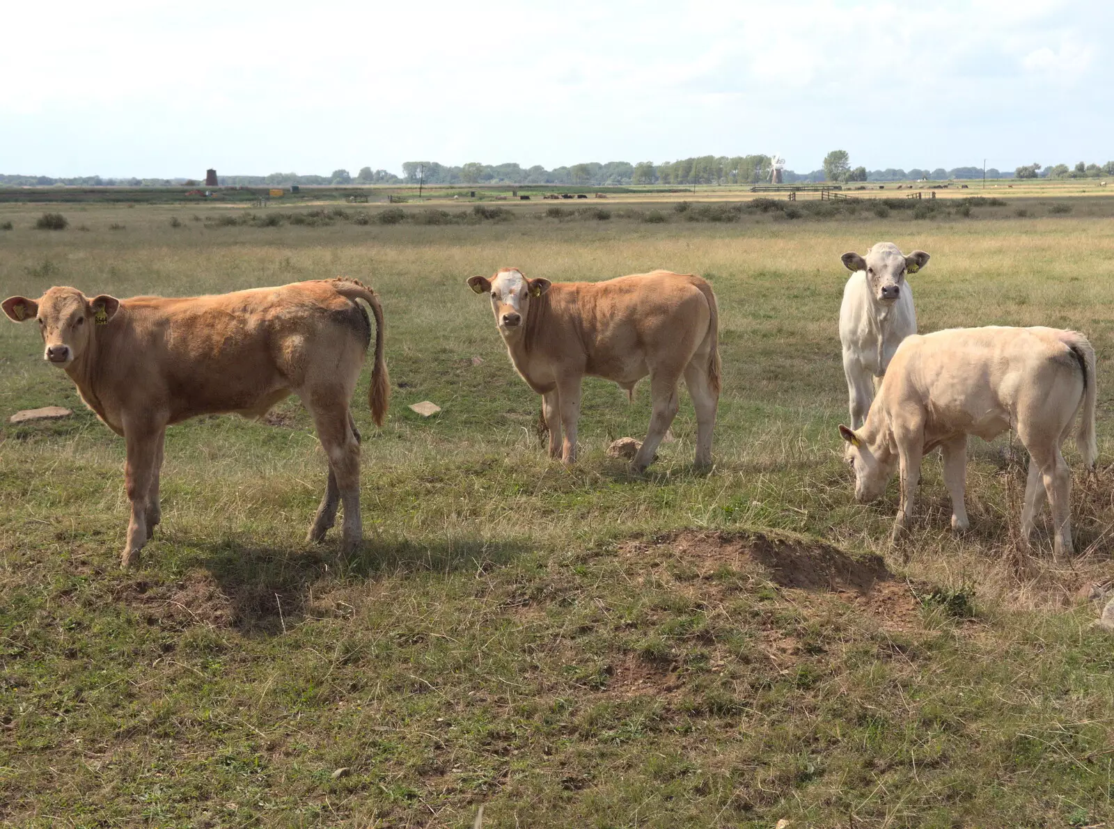 Some bullocks look over warily, from The Humpty Dumpty Beer Festival, Reedham, Norfolk - 22nd July 2017