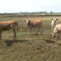 Some bullocks look over warily, The Humpty Dumpty Beer Festival, Reedham, Norfolk - 22nd July 2017