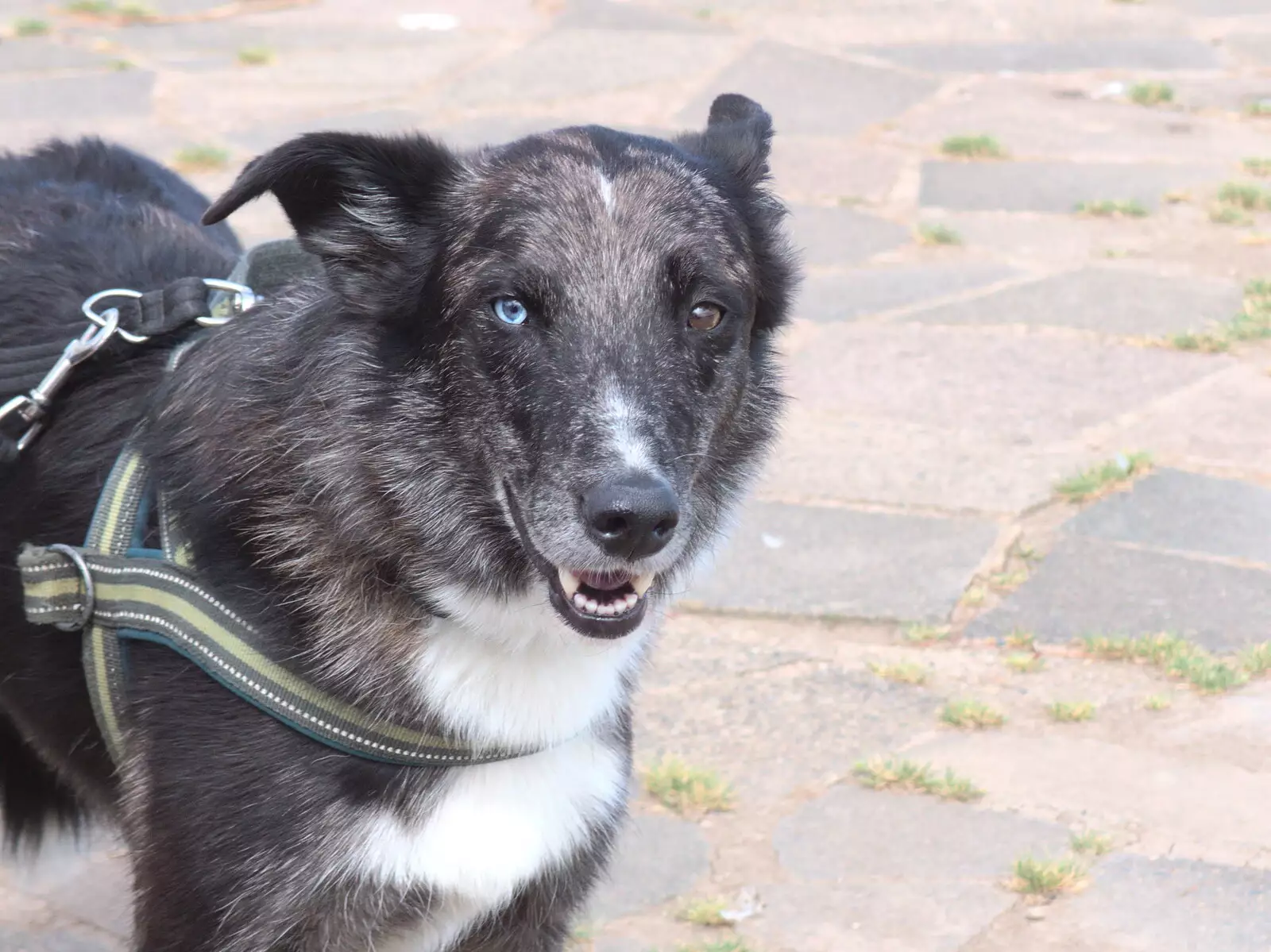 A heterochromic dog, from The Humpty Dumpty Beer Festival, Reedham, Norfolk - 22nd July 2017