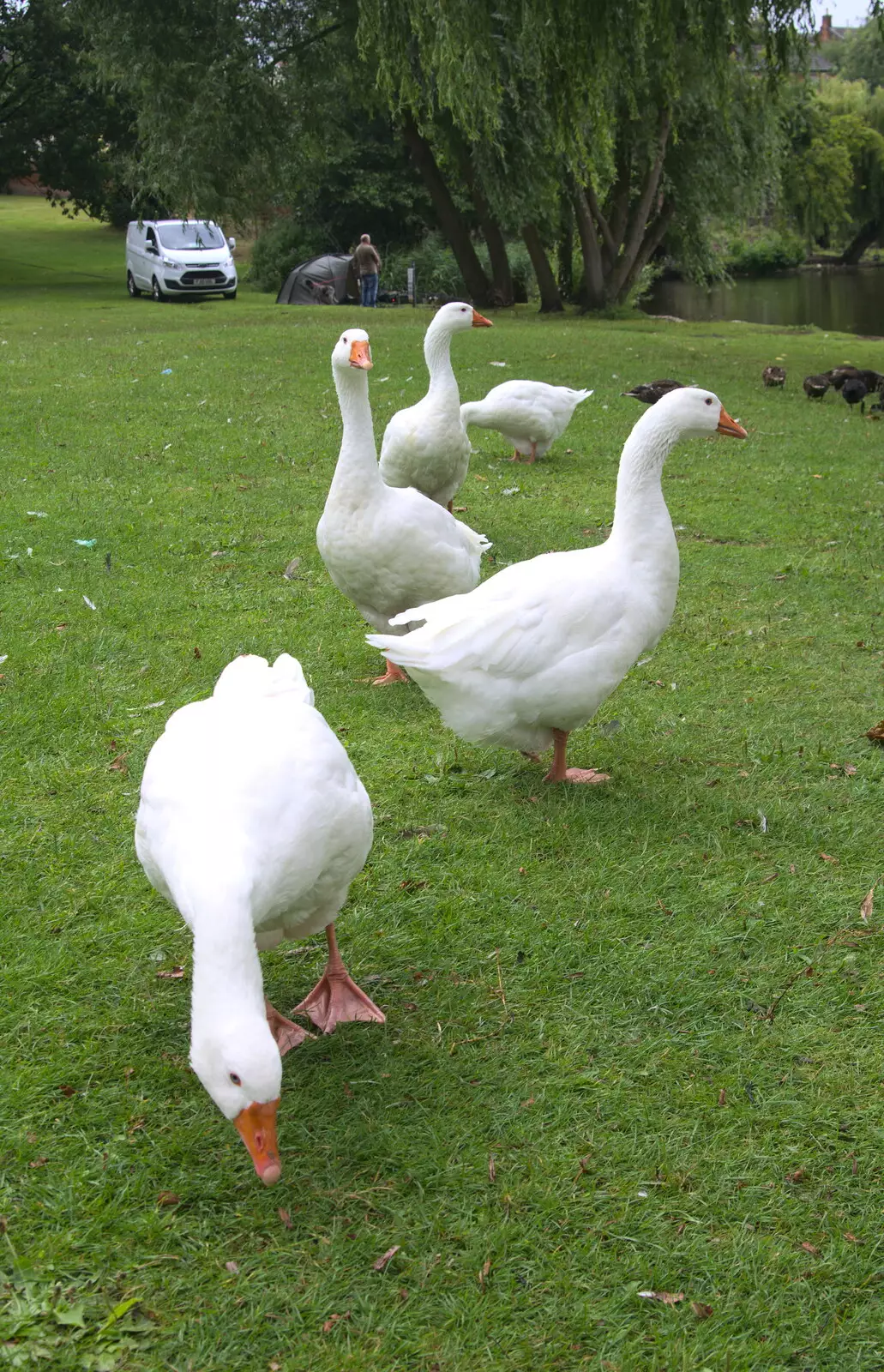 A gaggle of geese, from Diss Fest, or Singin' in the Rain, Diss, Norfolk - 23rd July 2017