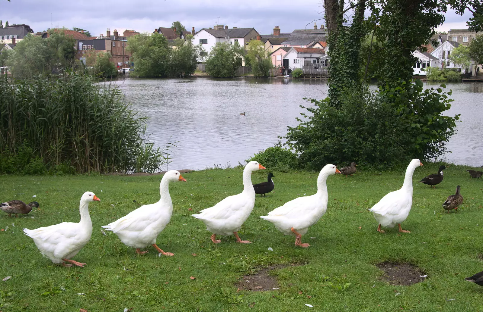 The geese go marching off in a line, from Diss Fest, or Singin' in the Rain, Diss, Norfolk - 23rd July 2017