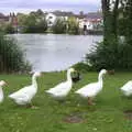 The geese go marching off in a line, Diss Fest, or Singin' in the Rain, Diss, Norfolk - 23rd July 2017