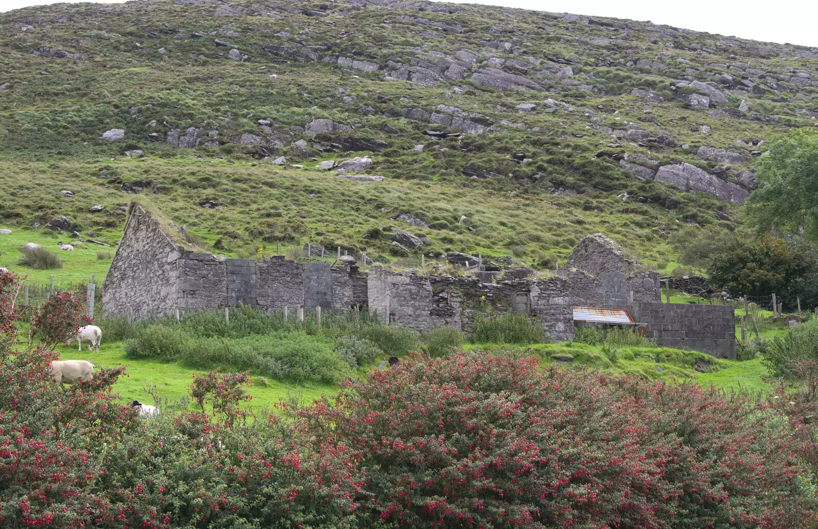 A derelict cottage in the hills, from Baile an Sceilg to An tSnaidhme, Co. Kerry, Ireland - 31st July 2017