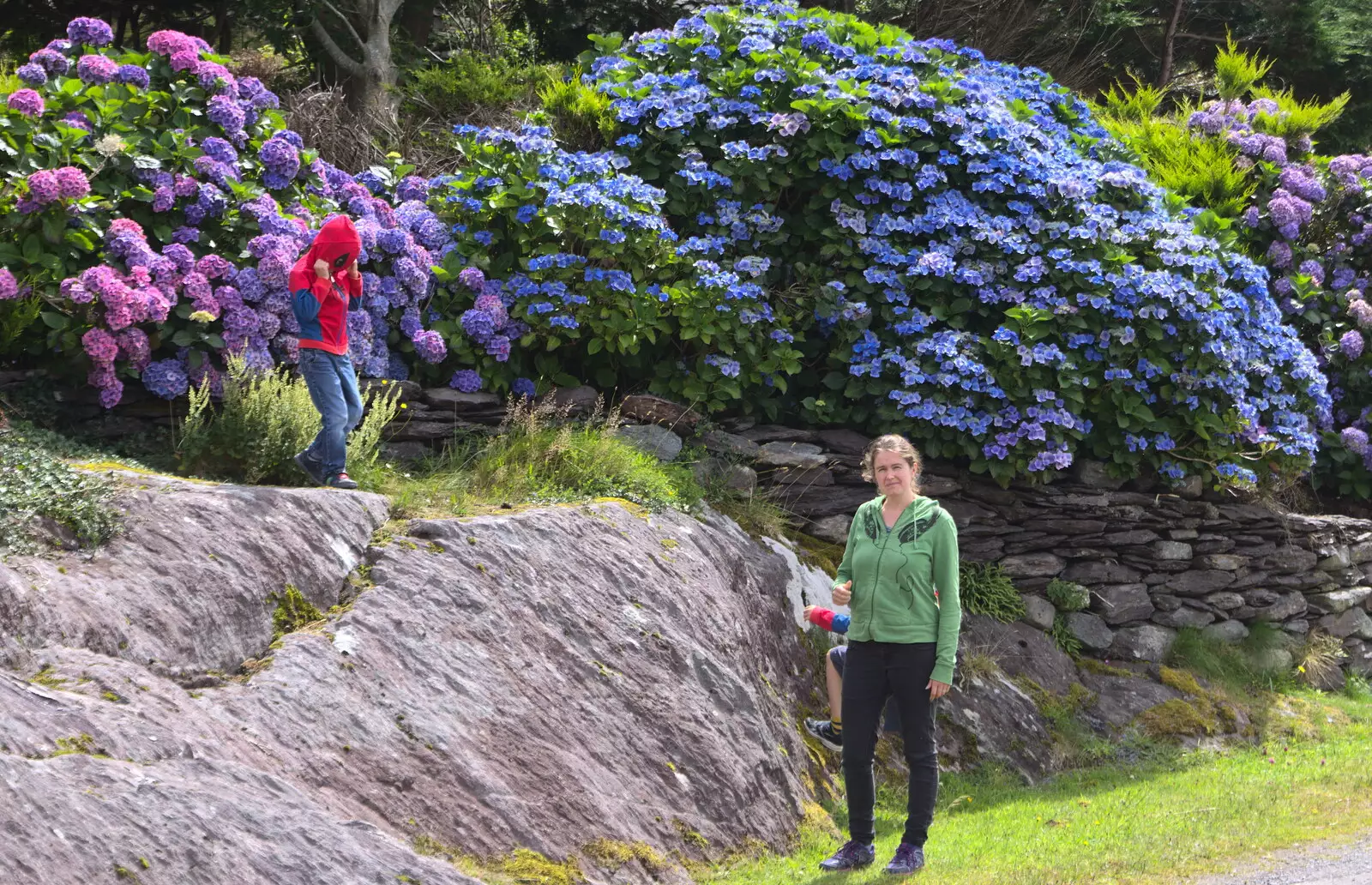 Harry as Spider-Man inspects some Hydrangeas, from Baile an Sceilg to An tSnaidhme, Co. Kerry, Ireland - 31st July 2017