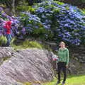 Harry as Spider-Man inspects some Hydrangeas, Baile an Sceilg to An tSnaidhme, Co. Kerry, Ireland - 31st July 2017