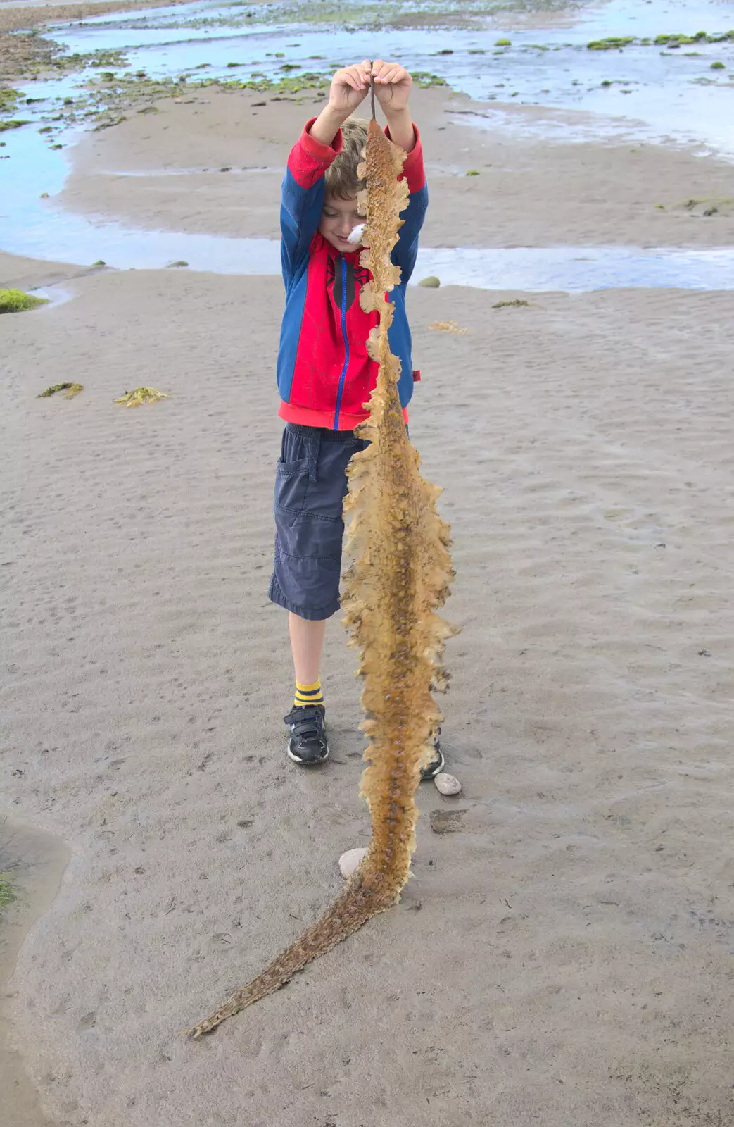 Fred finds a seaweed snake skin, from Baile an Sceilg to An tSnaidhme, Co. Kerry, Ireland - 31st July 2017