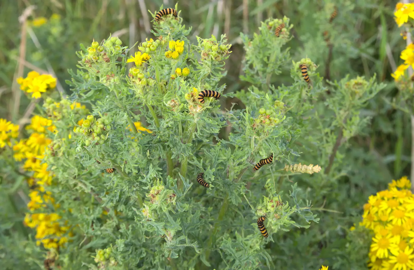 Loads of stripey caterpillars in a bush, from Baile an Sceilg to An tSnaidhme, Co. Kerry, Ireland - 31st July 2017