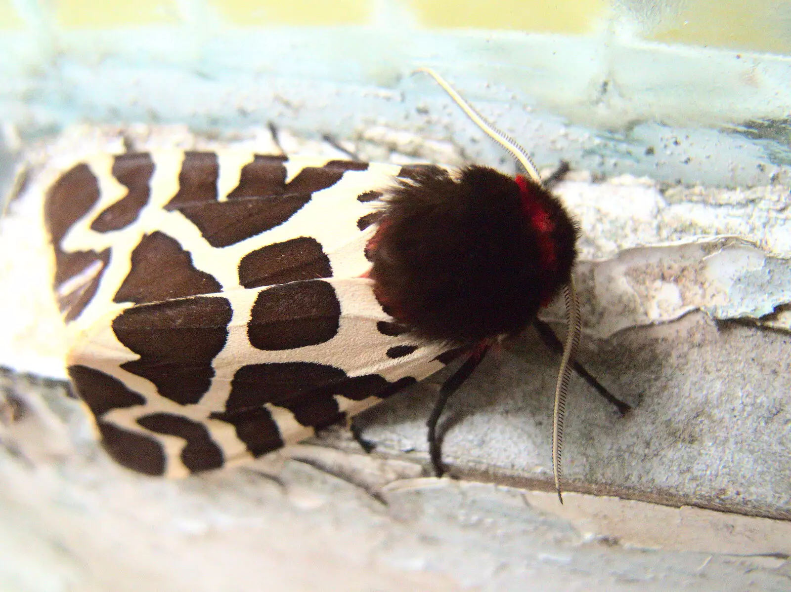 A huge moth is stuck to Philly and Davida's door, from In The Sneem, An tSnaidhm, Kerry, Ireland - 1st August 2017