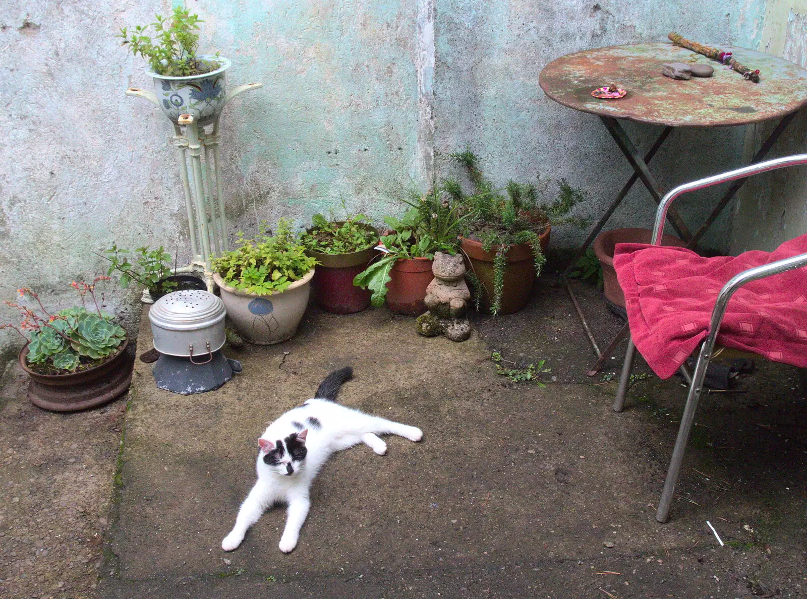 A patchy cat lounges about, from In The Sneem, An tSnaidhm, Kerry, Ireland - 1st August 2017