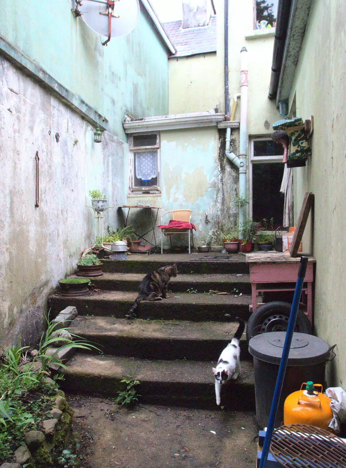 Cats on the stone steps, from In The Sneem, An tSnaidhm, Kerry, Ireland - 1st August 2017