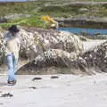 Philly paces around on the sand, Staigue Fort and the Beach, Kerry, Ireland - 2nd August 2017