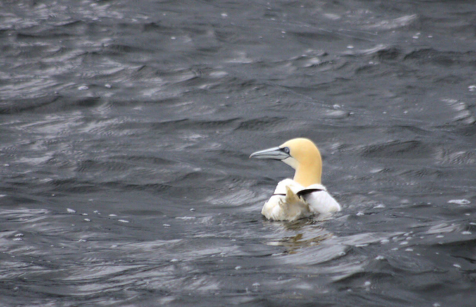 A gannet bobs about from A Seafari Boat Trip, Kenmare, Kerry, Ireland - 3rd August 2017