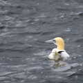 A gannet bobs about, A Seafari Boat Trip, Kenmare, Kerry, Ireland - 3rd August 2017