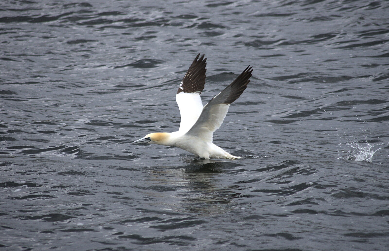 The gannet takes off from A Seafari Boat Trip, Kenmare, Kerry, Ireland - 3rd August 2017