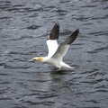 The gannet takes off, A Seafari Boat Trip, Kenmare, Kerry, Ireland - 3rd August 2017