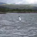 Bird in flight, A Seafari Boat Trip, Kenmare, Kerry, Ireland - 3rd August 2017