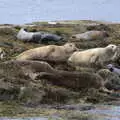 Seals loll about, A Seafari Boat Trip, Kenmare, Kerry, Ireland - 3rd August 2017