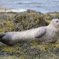 A seal has a stretch, A Seafari Boat Trip, Kenmare, Kerry, Ireland - 3rd August 2017