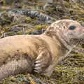 Close-up claws and whiskers, A Seafari Boat Trip, Kenmare, Kerry, Ireland - 3rd August 2017