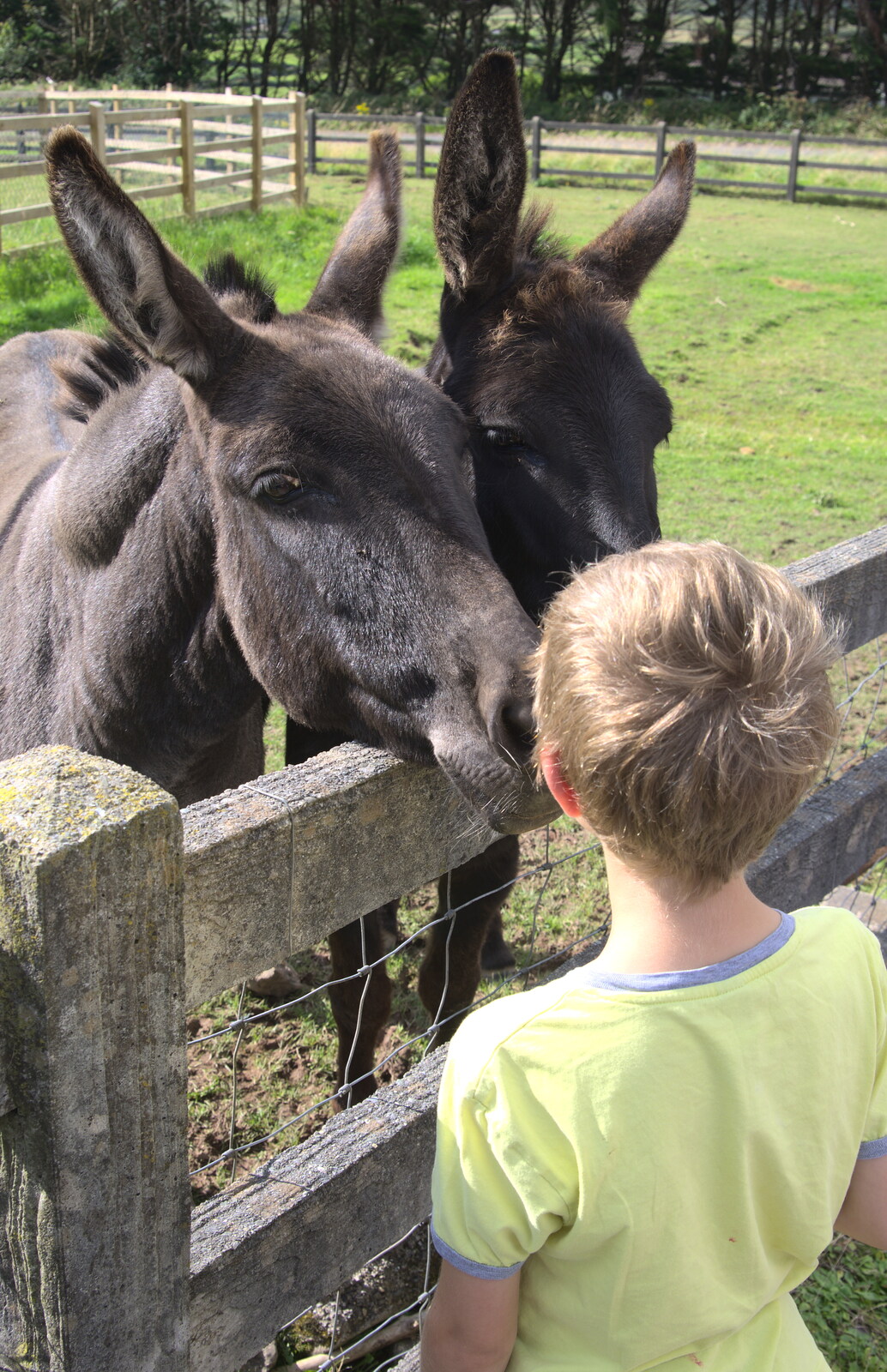 Fred meets the donkeys from The Annascaul 10k Run, Abha na Scáil, Kerry, Ireland - 5th August 2017
