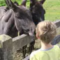 Fred meets the donkeys, The Annascaul 10k Run, Abha na Scáil, Kerry, Ireland - 5th August 2017