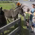 More donkey interaction, The Annascaul 10k Run, Abha na Scáil, Kerry, Ireland - 5th August 2017