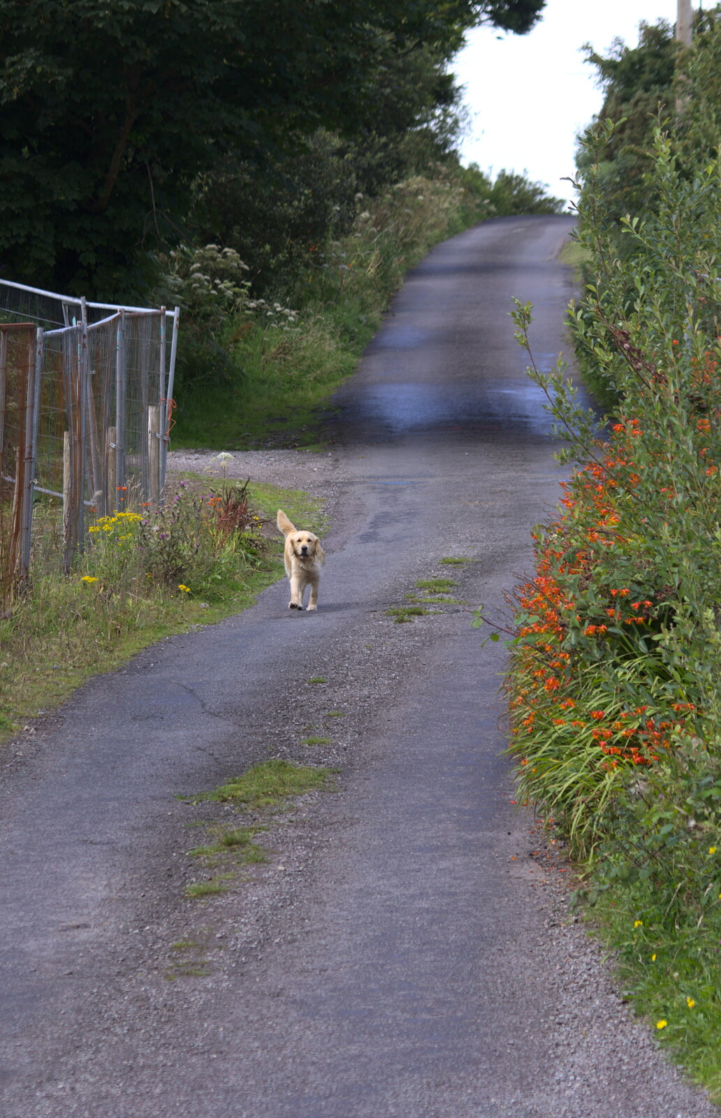 A solitary dog trots down the hill from The Annascaul 10k Run, Abha na Scáil, Kerry, Ireland - 5th August 2017